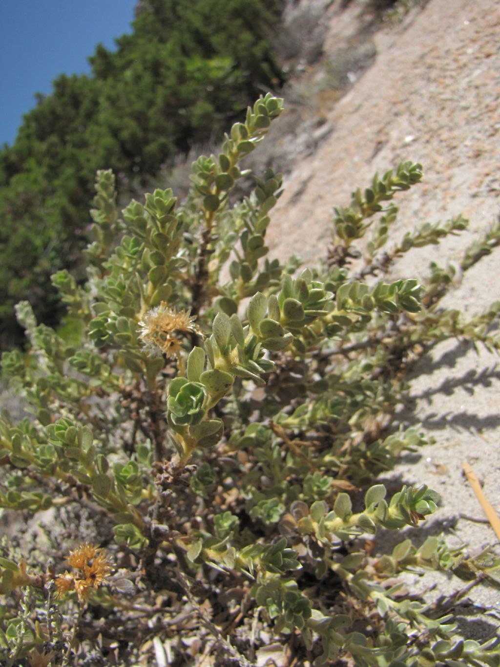 Thymelaea tartonraira / Timelea tartonraira